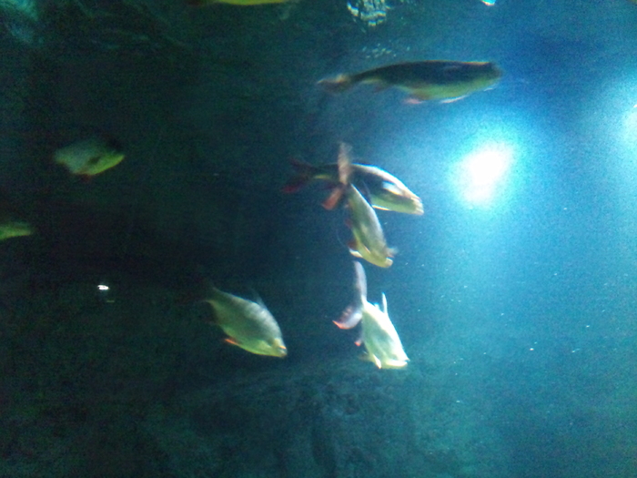 DSC_0088 - AQUARIUM LONDRA