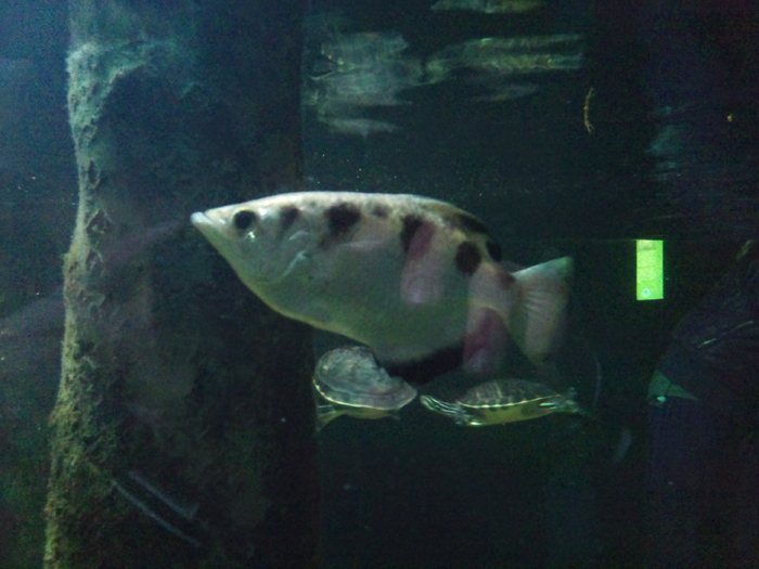 DSC_0089 - AQUARIUM LONDRA