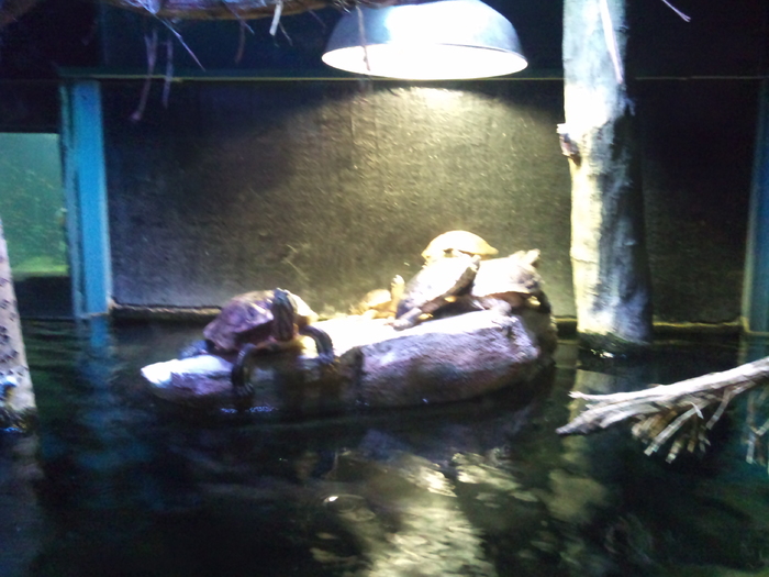 DSC_0090 - AQUARIUM LONDRA