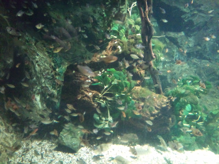 DSC_0092 - AQUARIUM LONDRA