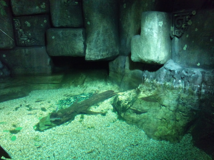 DSC_0094 - AQUARIUM LONDRA