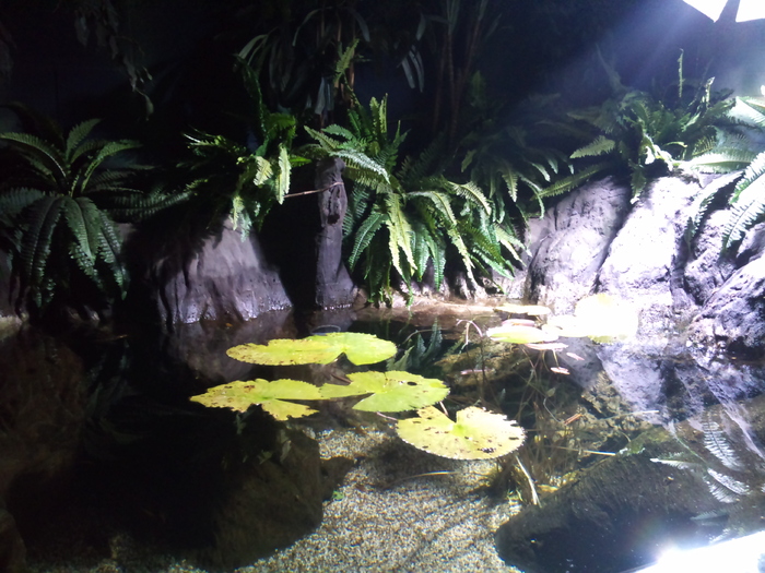 DSC_0095 - AQUARIUM LONDRA