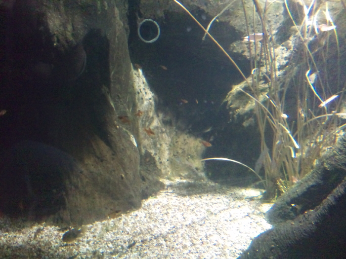 DSC_0096 - AQUARIUM LONDRA