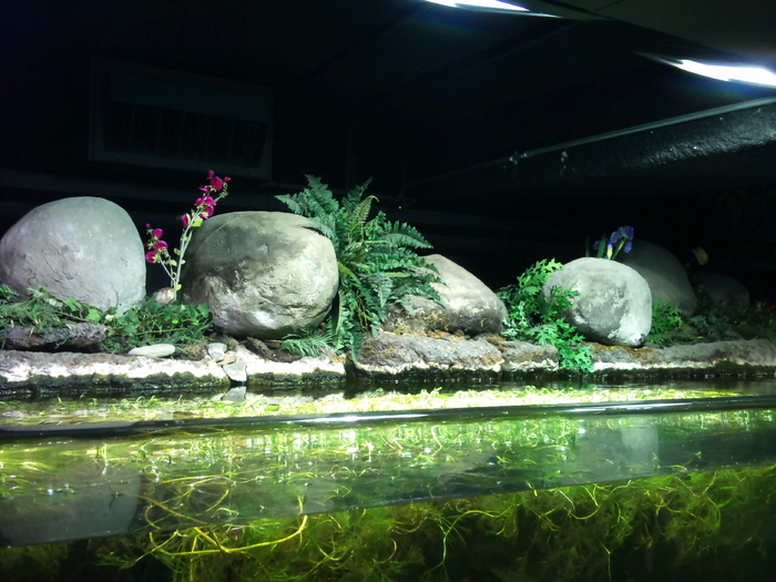 DSC_0099 - AQUARIUM LONDRA