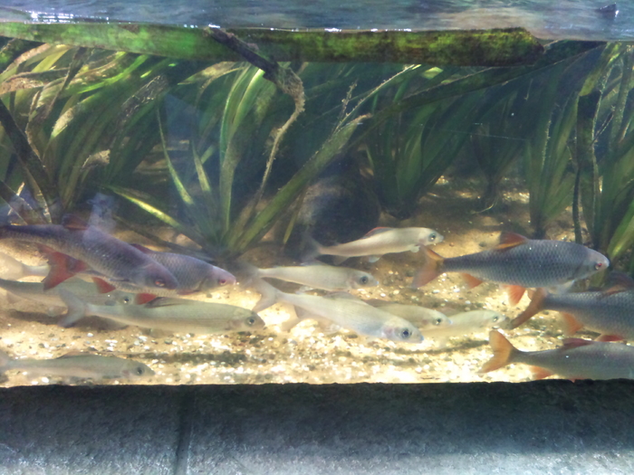 DSC_0104 - AQUARIUM LONDRA