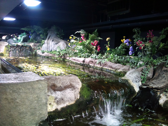 DSC_0105 - AQUARIUM LONDRA