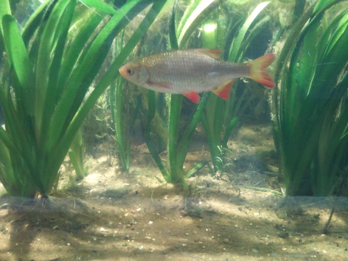 DSC_0107 - AQUARIUM LONDRA