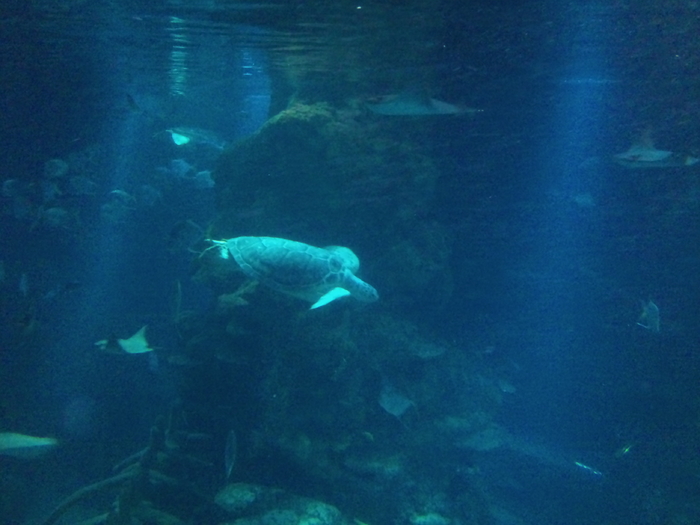 DSC_0114 - AQUARIUM LONDRA