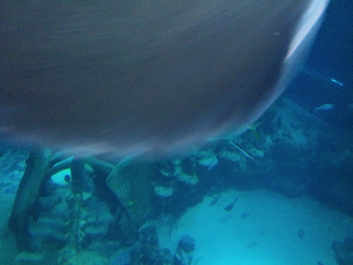 DSC_0115 - AQUARIUM LONDRA