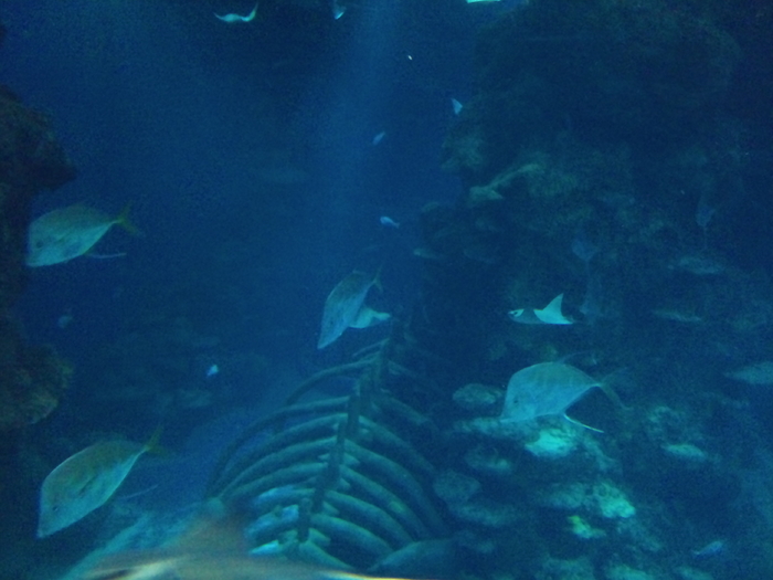 DSC_0117 - AQUARIUM LONDRA