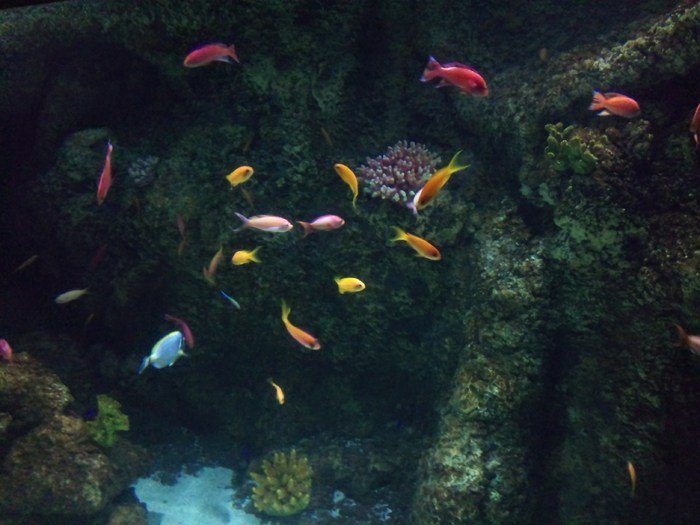 DSC_0121 - AQUARIUM LONDRA