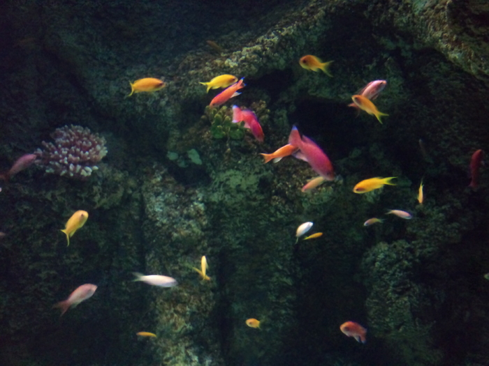 DSC_0122 - AQUARIUM LONDRA