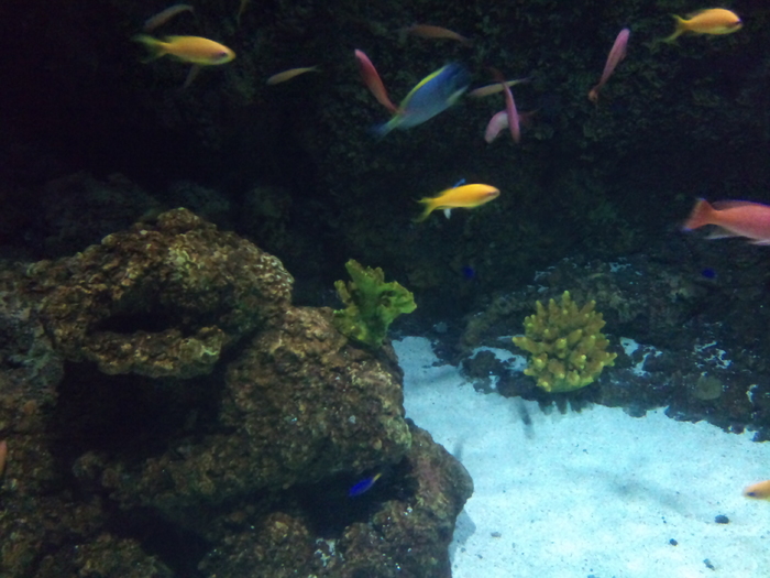 DSC_0123 - AQUARIUM LONDRA