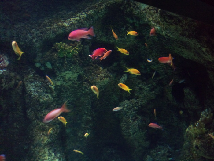 DSC_0124 - AQUARIUM LONDRA