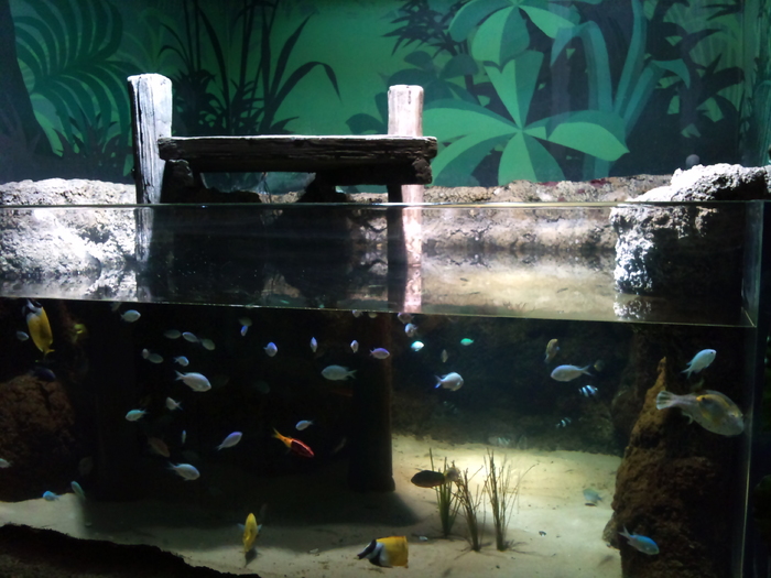 DSC_0127 - AQUARIUM LONDRA