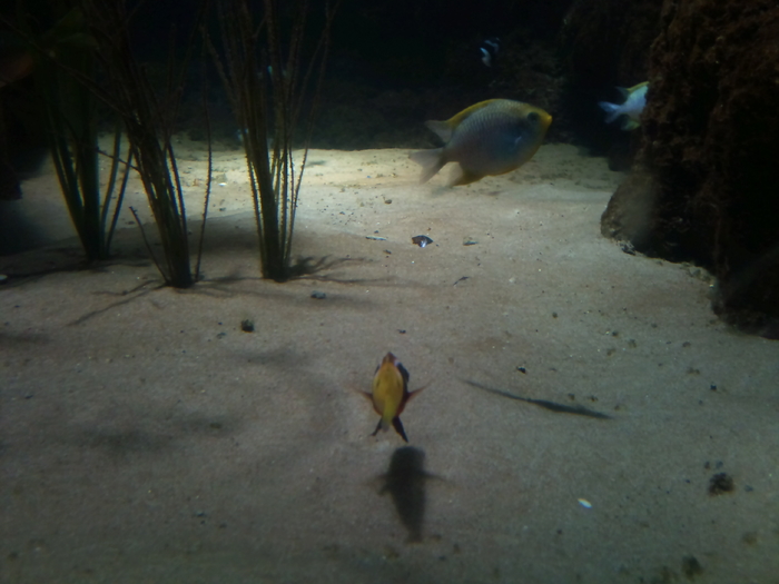 DSC_0129 - AQUARIUM LONDRA