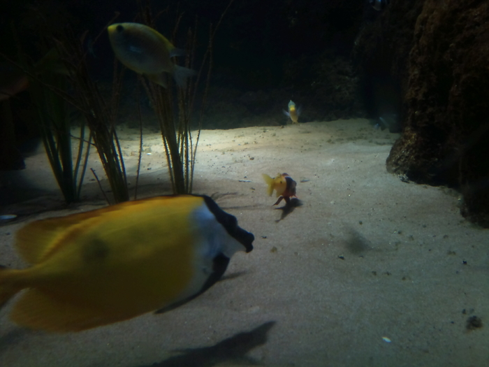 DSC_0130 - AQUARIUM LONDRA