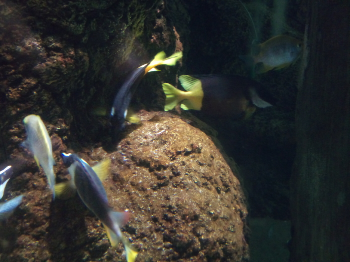 DSC_0132 - AQUARIUM LONDRA