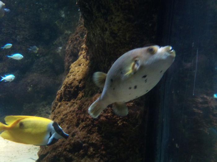 DSC_0133 - AQUARIUM LONDRA