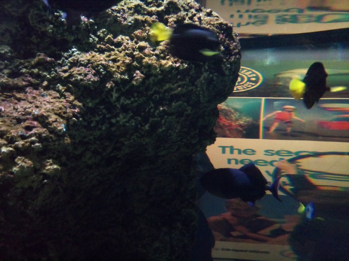 DSC_0136 - AQUARIUM LONDRA