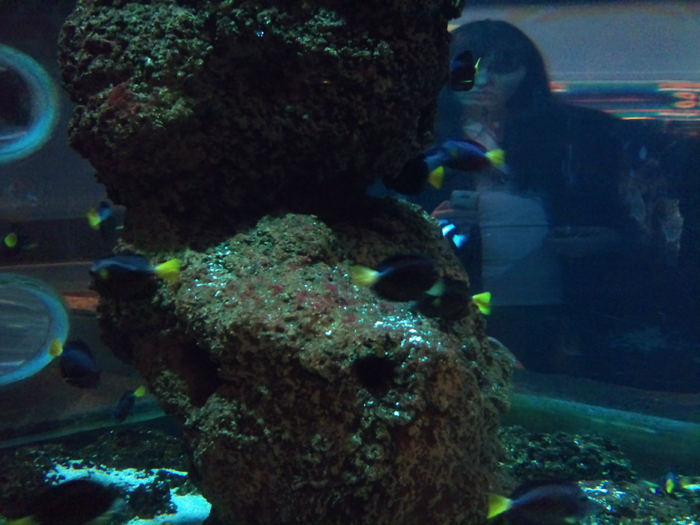 DSC_0138 - AQUARIUM LONDRA