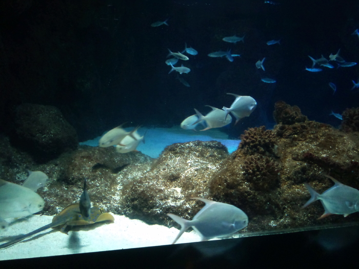 DSC_0139 - AQUARIUM LONDRA