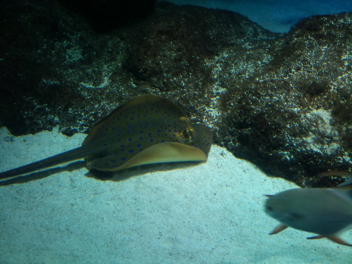 DSC_0140 - AQUARIUM LONDRA