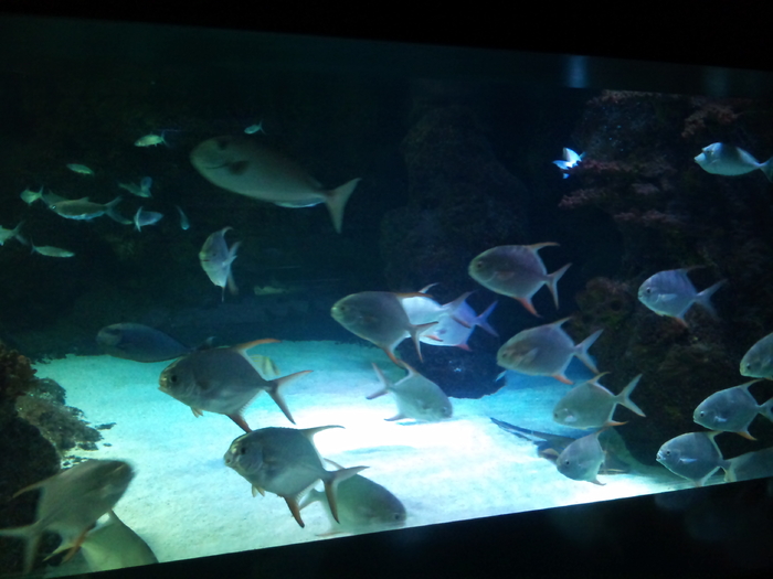 DSC_0141 - AQUARIUM LONDRA