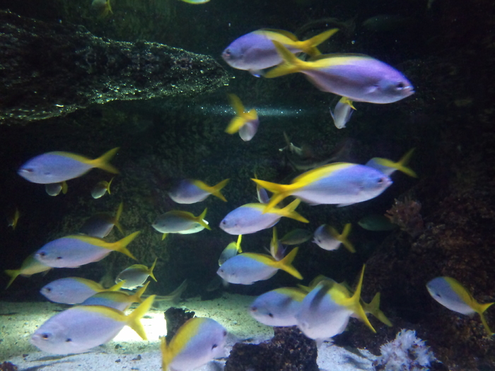 DSC_0143 - AQUARIUM LONDRA