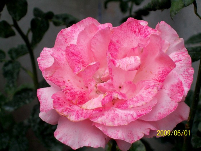Trandafir roz 1
