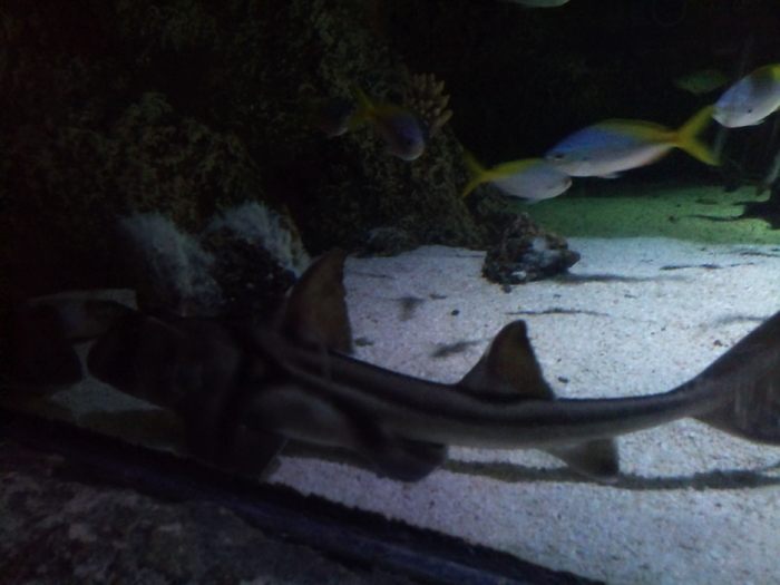 DSC_0144 - AQUARIUM LONDRA