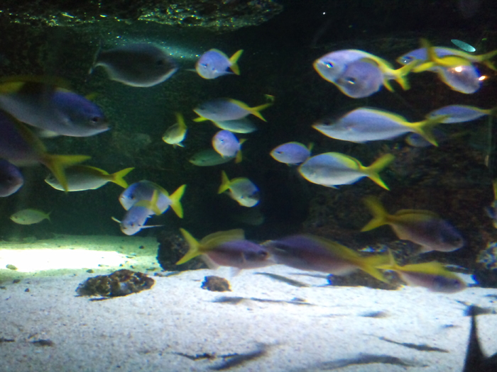 DSC_0145 - AQUARIUM LONDRA