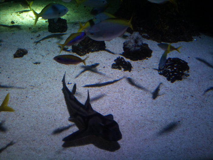 DSC_0146 - AQUARIUM LONDRA