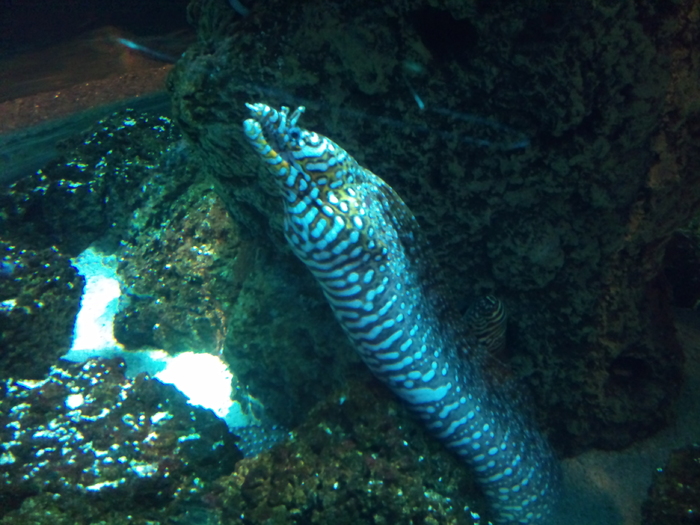 DSC_0147 - AQUARIUM LONDRA