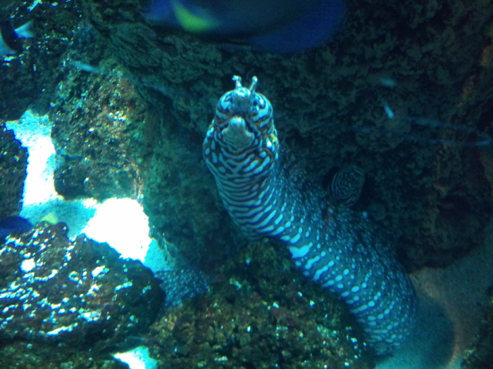 DSC_0150 - AQUARIUM LONDRA