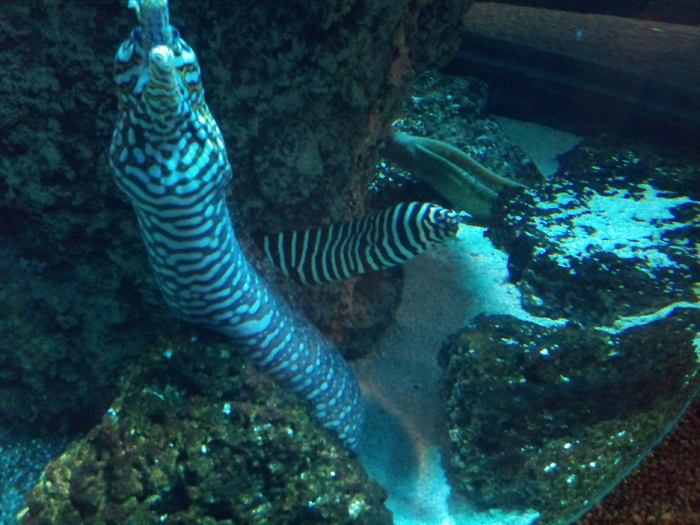 DSC_0151 - AQUARIUM LONDRA