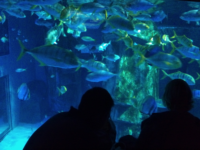 DSC_0152 - AQUARIUM LONDRA