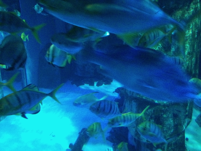 DSC_0153 - AQUARIUM LONDRA