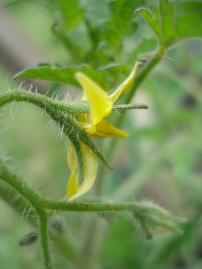 Tomato Yellow Pear (2010, June 24) - Tomato Yellow Pear