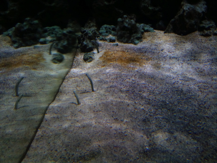 DSC_0154 - AQUARIUM LONDRA