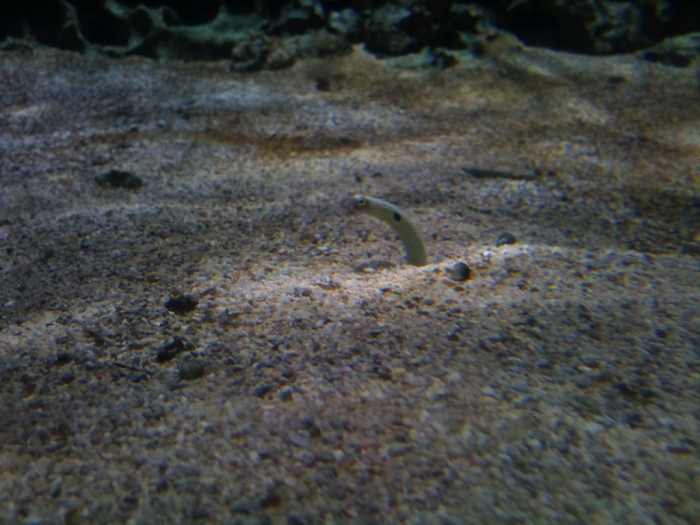 DSC_0155 - AQUARIUM LONDRA