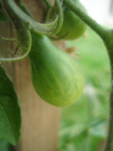 Tomato Yellow Pear (2010, July 10) - Tomato Yellow Pear