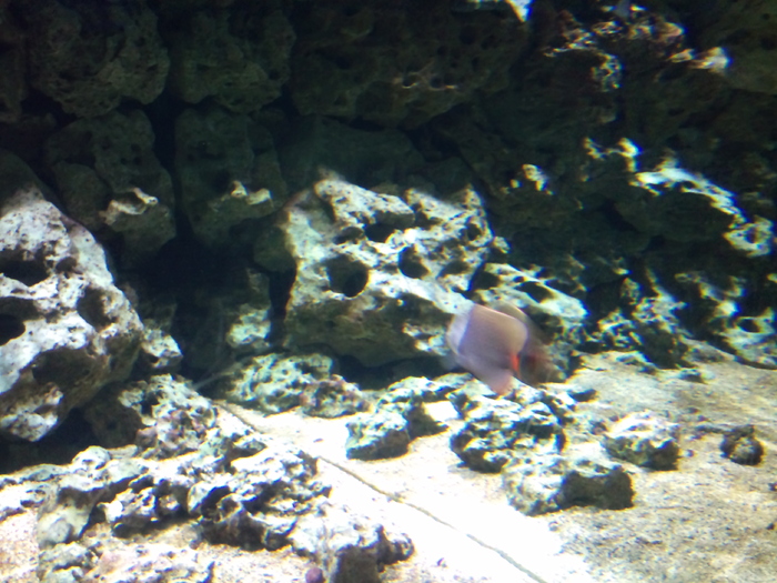 DSC_0156 - AQUARIUM LONDRA