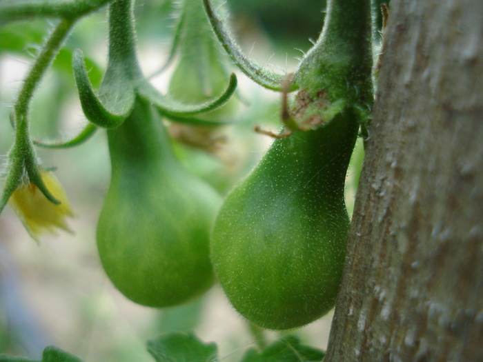 Tomato Yellow Pear (2010, July 10) - Tomato Yellow Pear