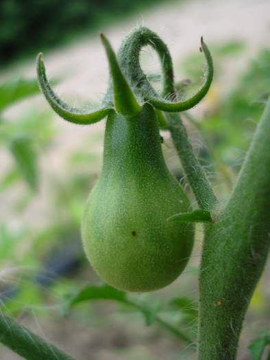 Tomato Yellow Pear (2010, July 10) - Tomato Yellow Pear