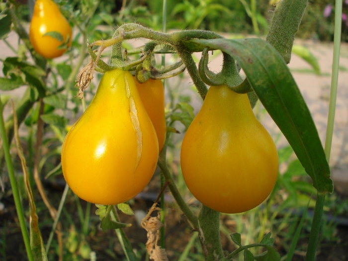 Tomato Yellow Pear (2010, Aug.08) - Tomato Yellow Pear
