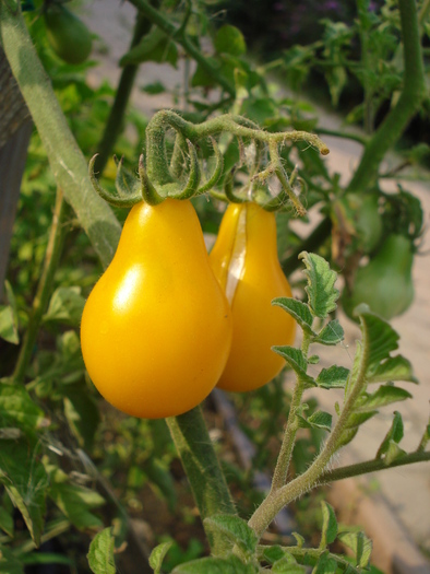 Tomato Yellow Pear (2010, Aug.08) - Tomato Yellow Pear