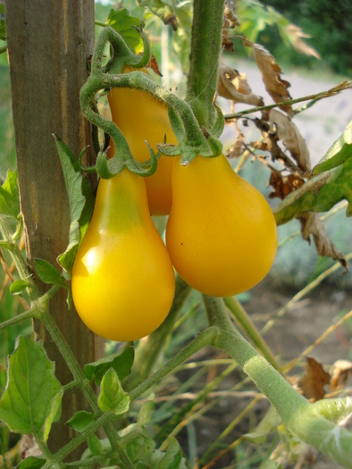 Tomato Yellow Pear (2010, Aug.08) - Tomato Yellow Pear