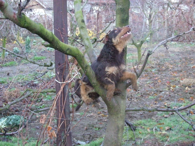 Sarreti Vadasz Celli