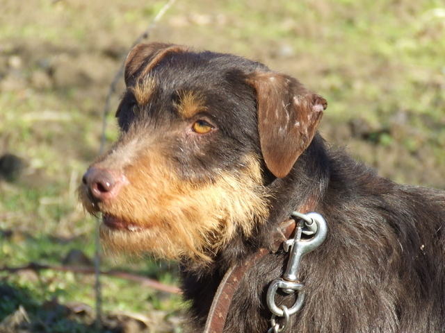 Sarreti Vadasz Celli